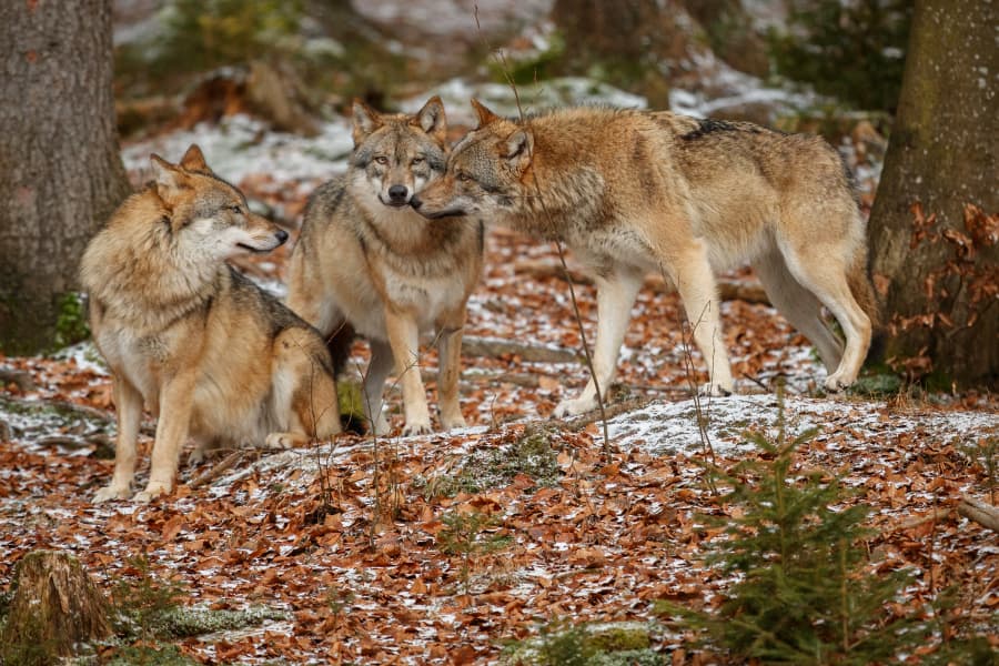 2026-08-13-Mezinárodní den vlků-eurasian-wolf-is-standing-nature-habitat-bavarian-forest.jpg